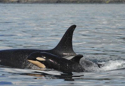 
In this May photo provided by the Center for Whale Research, an  orca calf  surfaces beside its mother, known as J16, near San Juan Island. Associated Press
 (File Associated Press / The Spokesman-Review)