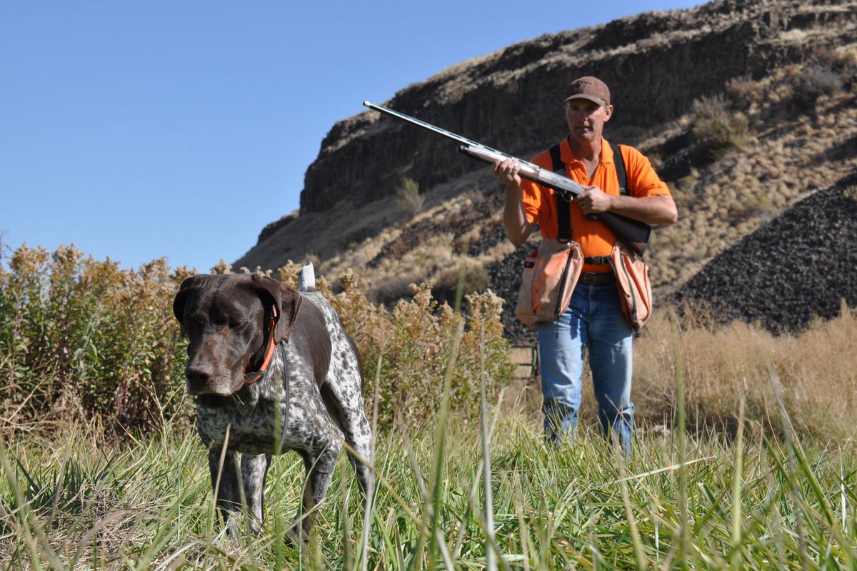 Cheney-area bird-dog trainer Dan Hoke moves in to flush a pen-raised pheasant while hunting with his German shorthair pointer at Pheasant Valley Preserve north of LaCrosse, Wash. The preserve features hunting for ducks and pheasants as well as accommodations and sporting clays shooting on a family farm homesteaded in 1902. (Rich Landers)