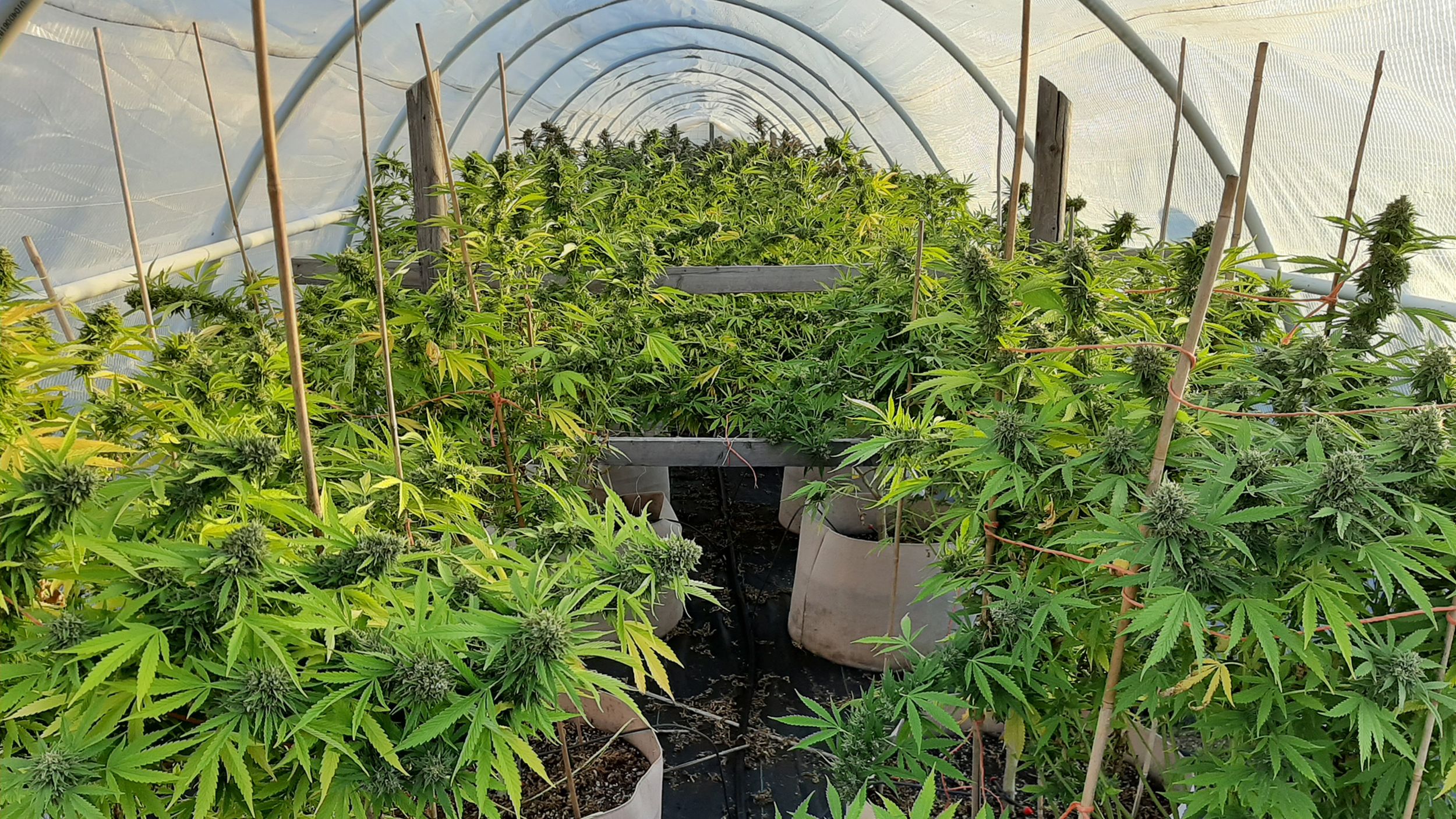 Biochar creates a ‘happy habitat’ for cannabis plants