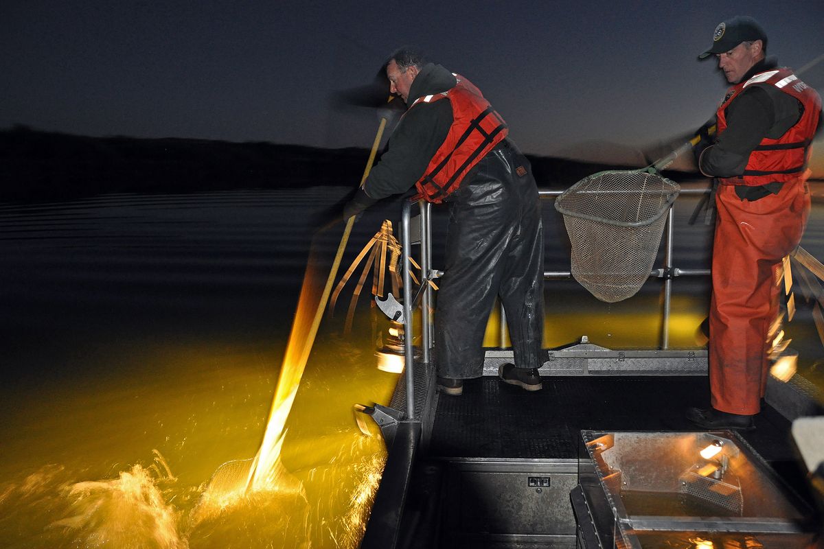 Washington Fish and Wildlife Department fisheries biologists Chris Donley, left, and Bruce Bolding, right, net fish during a nighttime electro-fishing survey of fish populations in Sprague Lake. The fingerlike probes seen under Donley's arm put an electric current in the water that temporarily stuns the fish, which are netted, counted, measured and released.  (Rich Landers)