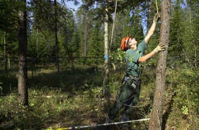 
Adam Jacobson of Jacobson Tree Service strings a rope around a tree in preparation for cutting it down in order to keep it away from powerlines. 
 (File/ / The Spokesman-Review)