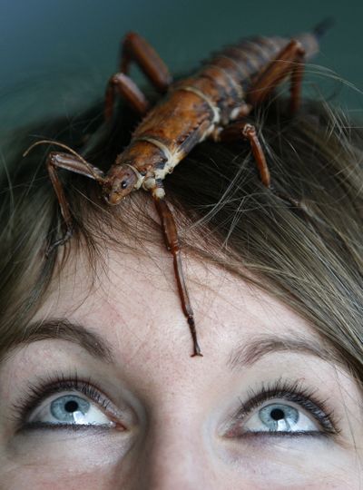 Insect keeper Laura Childs looks up at a  spiny stick insect during the annual stocktaking at  London Zoo, Tuesday, Jan. 5, 2010. More than 750 different species are tallied up in the count. (Kirsty Wigglesworth / Associated Press)