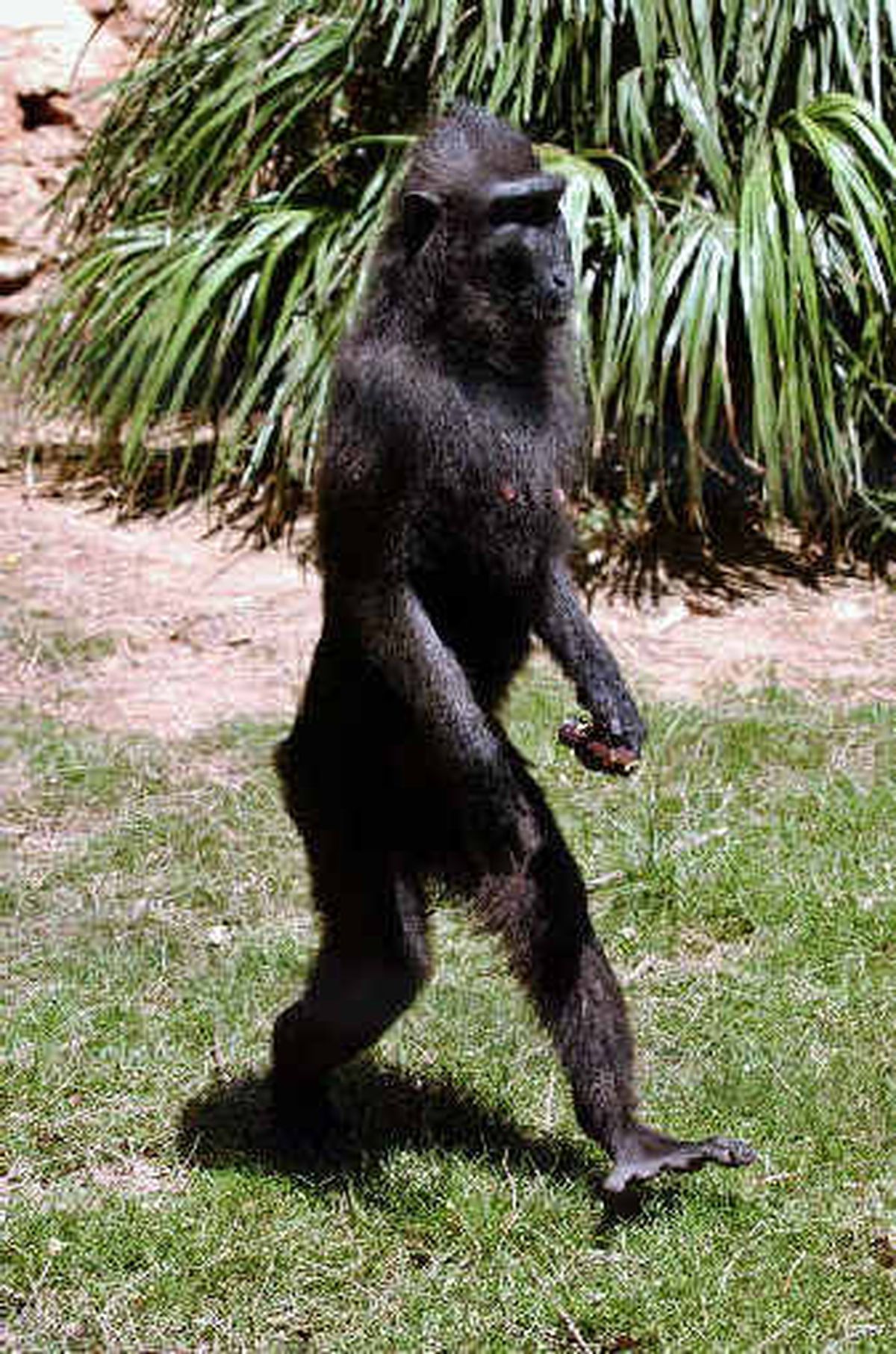 After case of flu, monkey walks upright | The Spokesman-Review