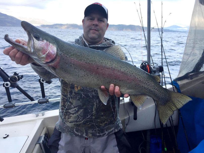 Trophy rainbow trout are prized by anglers on Lake Pend Oreille. Brian Ivy caught this 12 pounder and released it. (Courtesy)
