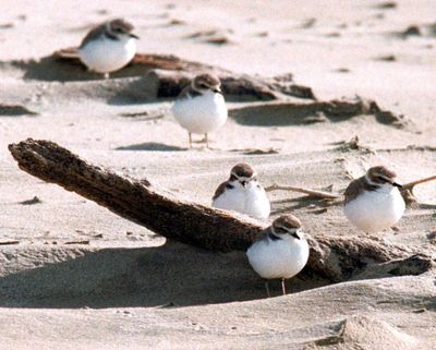 In this undated file photo, snowy plovers cluster on the Oregon coast beach near Coos Bay, Ore. A Western snowy plover chick has hatched on a beach at Nehalem Bay State Park on the northern Oregon coast, the first hatchling spotted there since the 1960s. (Randy L. Rasmussen / Randy L. Rasmussen/Oregonian)