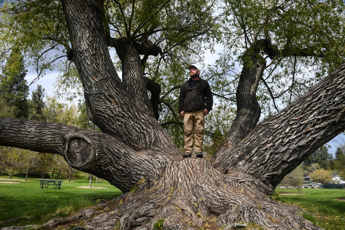 Jeff Perry, Spokane Parks and Recreation Department lead arborist, visits a white willow tree on May 1, 2019, at the Finch Arboretum in Spokane. (Dan Pelle / The Spokesman-Review)
