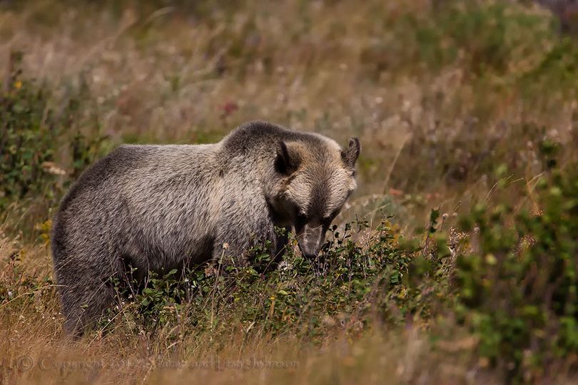 A Montana grizzly bear feeds on huckleberries. (Jaime Johnson)