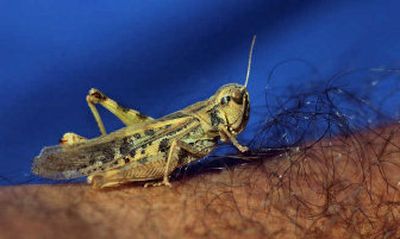 
 A clearwinged grasshopper rests on Dick Jackson's forearm in Chemult, Ore. 
 (Associated Press / The Spokesman-Review)