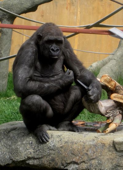Barika, a female gorilla at the Calgary Zoo, holds a knife accidentally left in her enclosure in this picture taken on Tuesday. (Associated Press / The Spokesman-Review)
