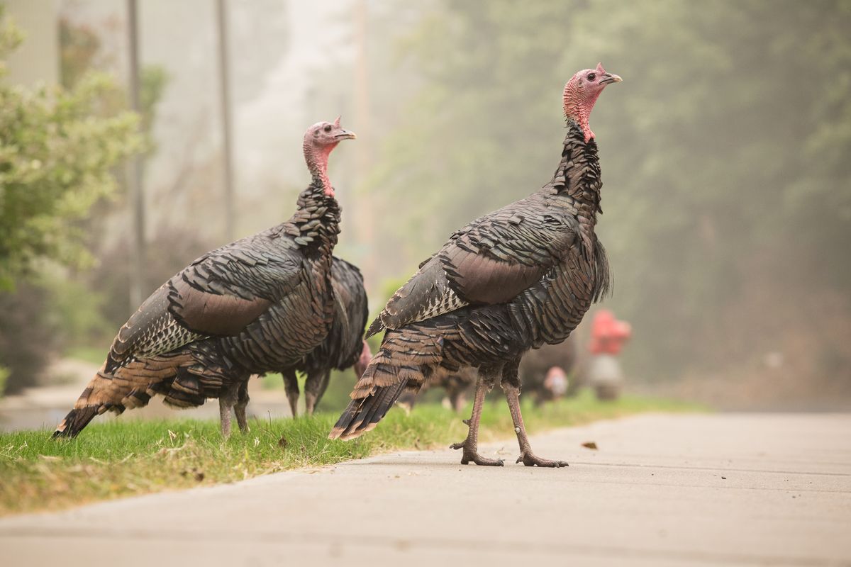 Smoked turkey: A rafter of a half dozen turkeys are spotted during their breakfast feed on Sunday, Sept. 13 amongst the smokey haze in Spokane, Wash. The air quality remained well into the hazardous category and was 495 at the time of this photo.  (Libby Kamrowski/The Spokesman-Review)