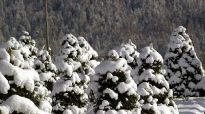 
A live tree is pretty at Christmas and for years to come.
 (File/ / The Spokesman-Review)