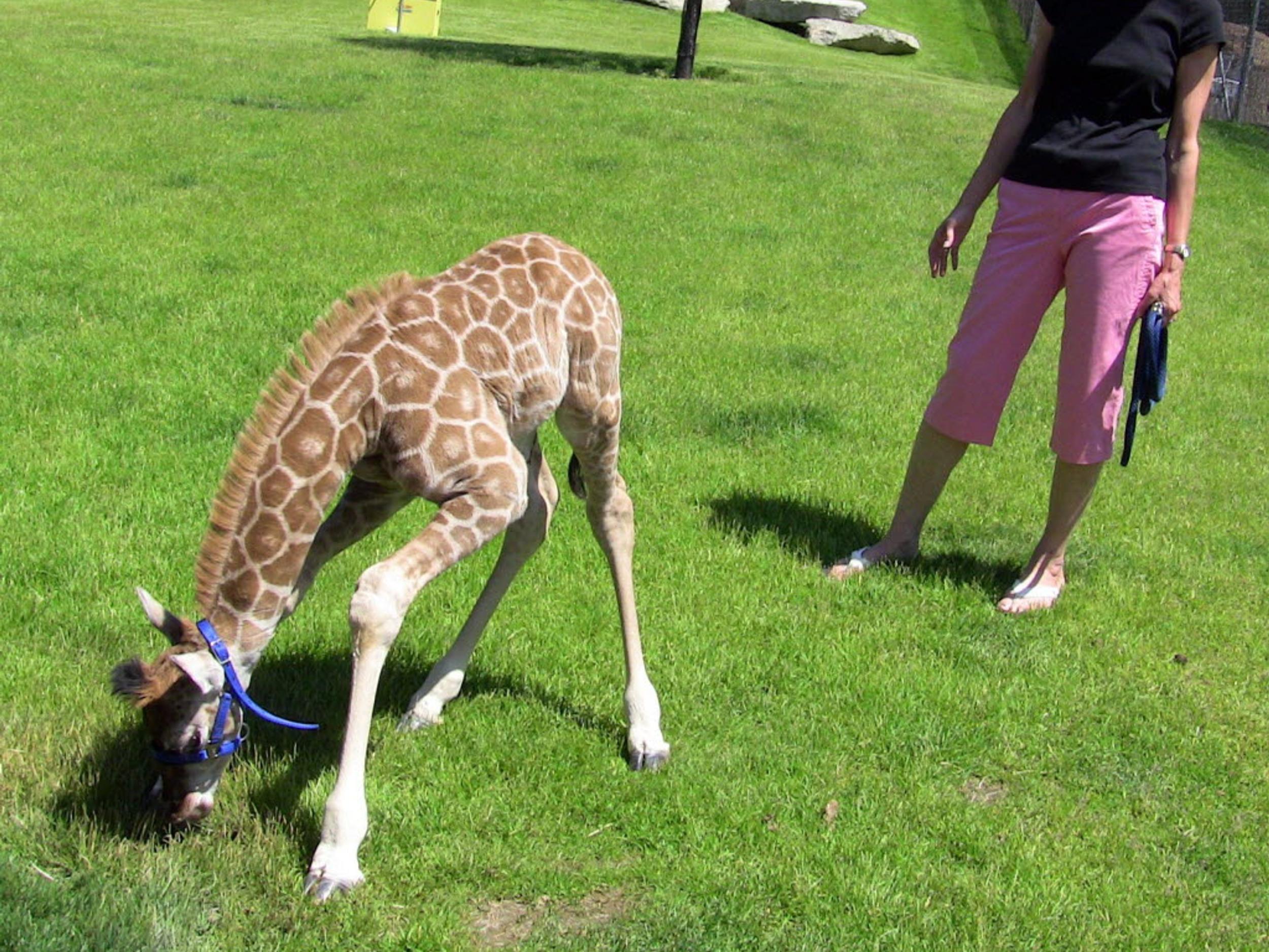 Giraffe's unlikely migration includes couple's backyard