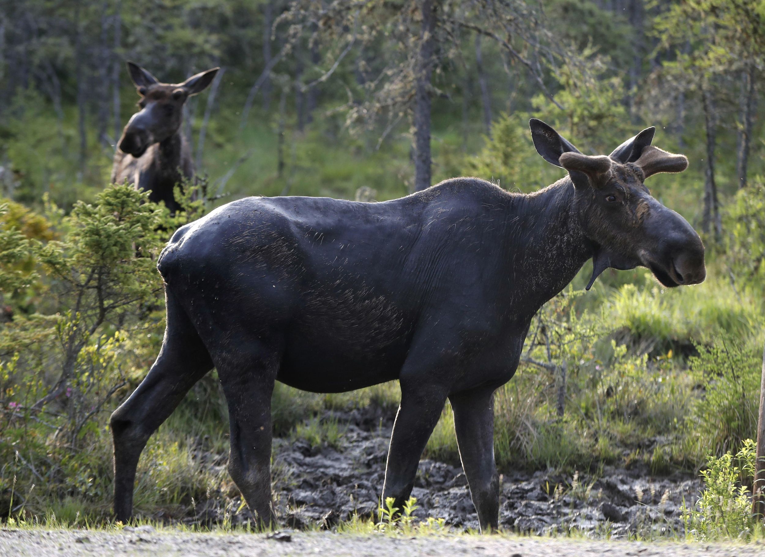 Moose bomb Rotting carcass blown up in Wyoming forest The Spokesman