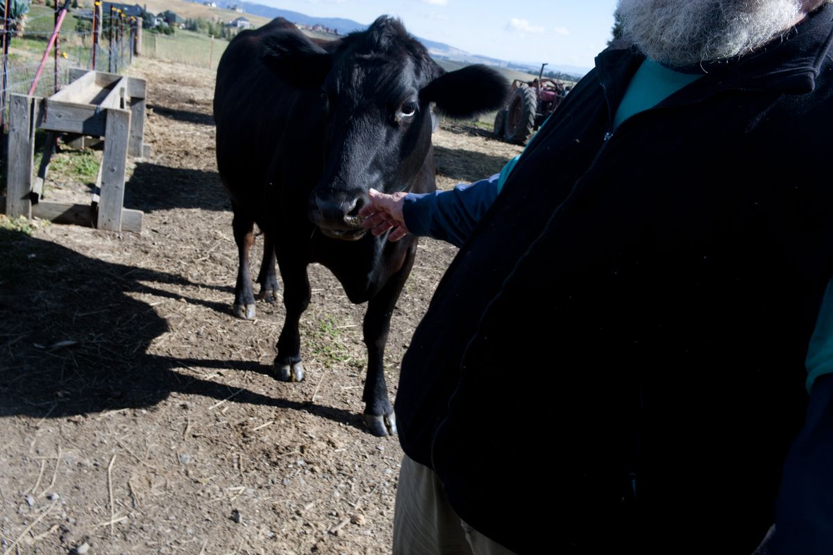 Bill Demers pets one of his three cows Wednesday on his property in south Spokane County. He fears state regulators will force him to fence his pasture, at a cost of $12,000.