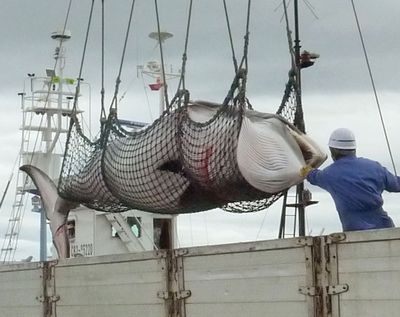 A minke whale is unloaded at a port in Kushiro, Japan, in 2013 after a whaling officially for scientific purposes. (Associated Press)