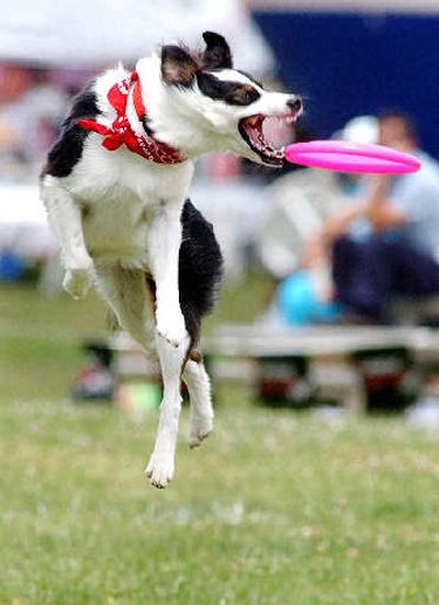 
Some dogs go to great heights to grab a Frisbee.
 (File/Associated Press / The Spokesman-Review)