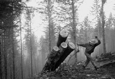 Logger Tim Bohn releases the choker set from a group of logs in the Siuslaw National Forest near Alsea, Ore., in this December 2004 photo. Critics say recent court rulings are proof that the White House regularly circumvents laws designed to protect the nation's air, water, forests and species.
(Associated Press / The Spokesman-Review)