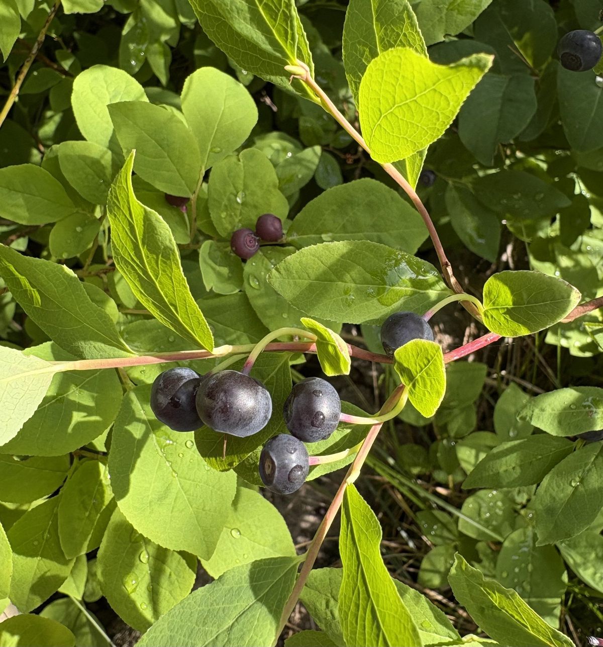 Huckleberries are one of the great bounties of late summer in the Inland Northwest. (Courtesy of Bruce Howard)