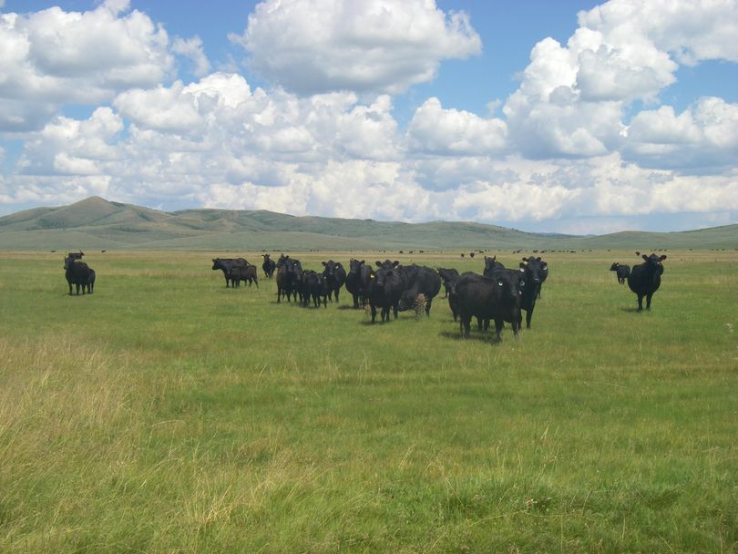 Cattle grazing on public lands. (Idaho Rangeland Resource Commission)