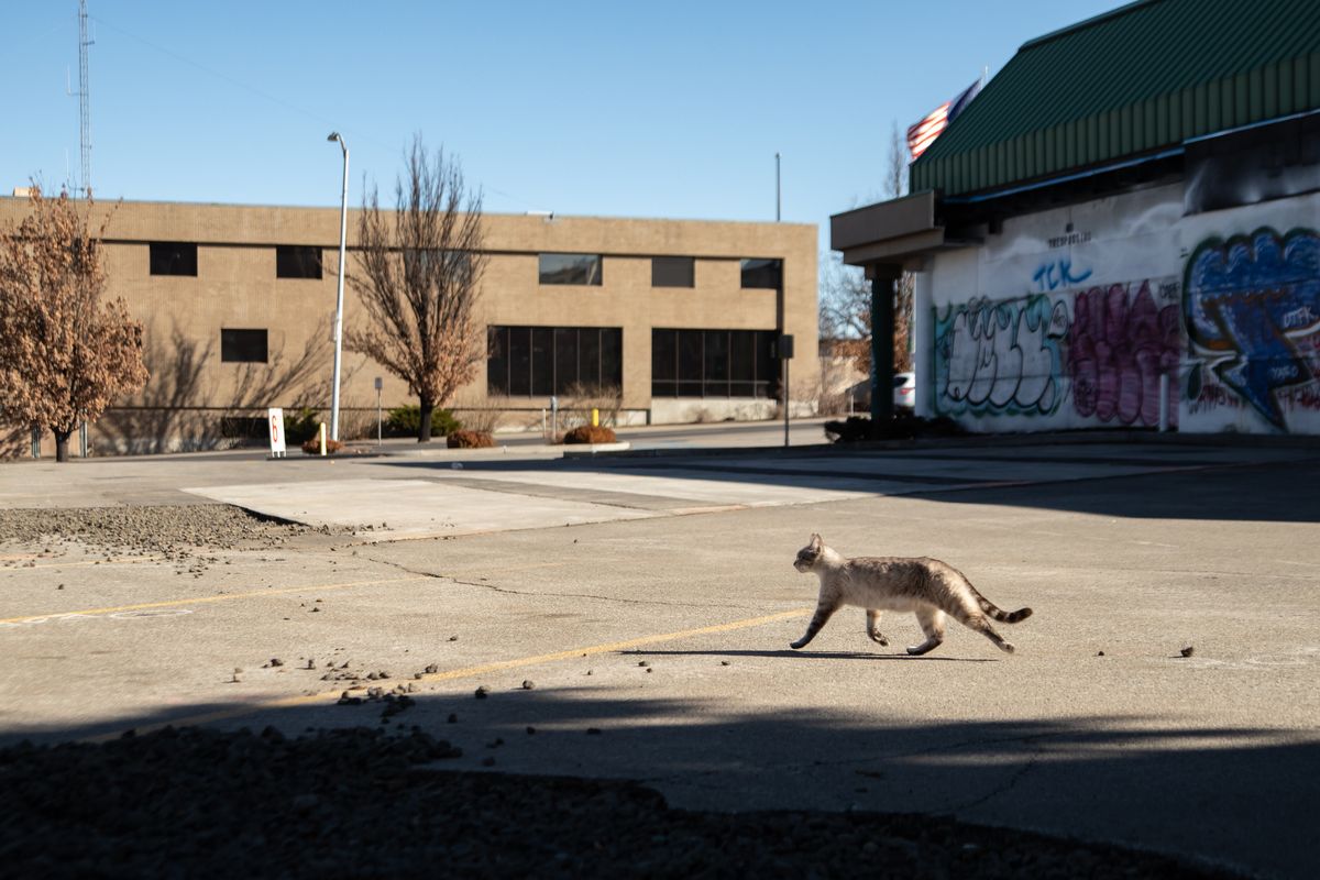 A stray cat wanders across the parking lot of the shuttered building at 214 W. Riverside Ave. on Monday, March 1, 2021, the site where a $22 million apartment project is slated to be constructed. The apartments, which will be located at the northwest corner of Riverside and Browne, received a $2.7 million tax break as the city of Spokane aims to meet housing shortage with incentives.  (Libby Kamrowski/ THE SPOKESMAN-REVIEW)
