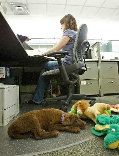 
Cocoa, an eight-week-old chocolate Labrador Retriever, sleeps as Nichole Gligor works at the PetSafe offices Tuesday in Knoxville, Tenn. Some small businesses are offering perks, such as allowing employees to bring pets to work, in hopes of promoting a happier work environment. 
 (Associated Press / The Spokesman-Review)