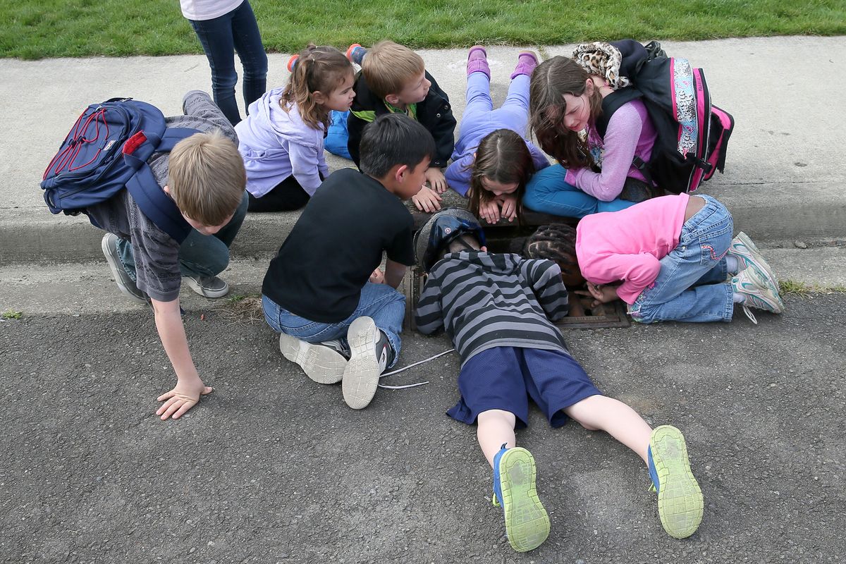 Circling the drain: Children gather around to listen for the trapped ducklings in a storm drain in Port Orchard, Wash., on Friday. At right, city of Port Orchard Public Works employee Dan Castillo carries a rescued duckling to a holding box. (Associated Press)