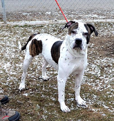 Brutus the white with brindled coat is active and strong, SCRAPS said. (Brenda Udelhoven / Spokane County Regional Animal Protection Service)