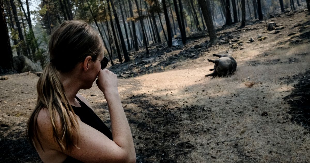 In wildfire evacuations, some livestock escaped the blaze. Others weren't so lucky