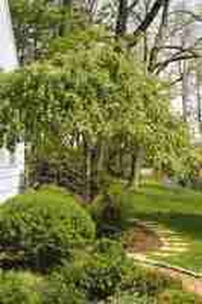 A well-planned landscape can reduce an unshaded home’s summer air conditioning costs by 15 percent to 50 percent, according to the National Renewable Energy Laboratory. (Courtesy of Metro)