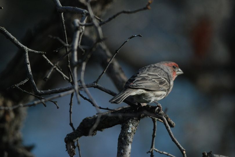 Songbirds are popular wildlife viewing attractions. (Rich Landers)