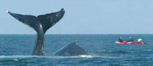 
Associated Press Photos Two humpback whales surface near fishermen in North Pass near Juneau, Alaska, in this file photo.
 (Associated Press Photos / The Spokesman-Review)