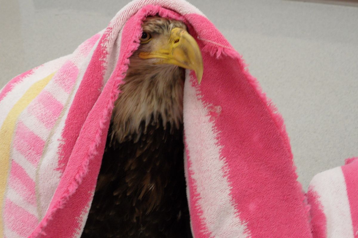An injured bald eagle is draped with a towel for warmth as it's brought by rescuers to Ponti Veterinary Hospital for rehabilitation. (Tina Wynecoop)