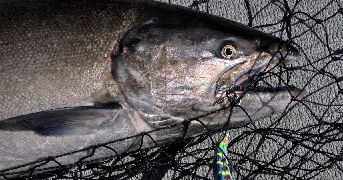 Idaho Fish and Game commissioners to vote on proposals for chinook