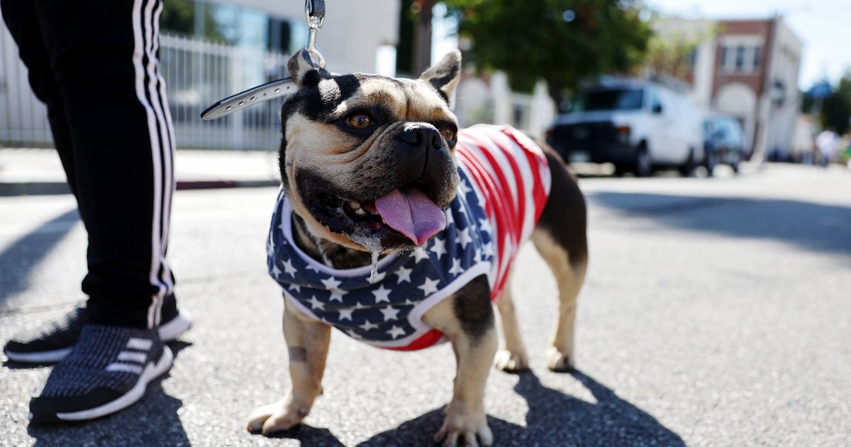 Dog owners fret over July Fourth fireworks extravaganza in nation's capital