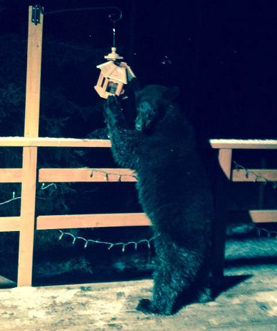 In this Friday photo provided by Bruce Batten, a black bear eats seeds inside a bird feeder on a second-floor porch after walking up a flight of stairs in Eagle River, Alaska. (Associated Press)