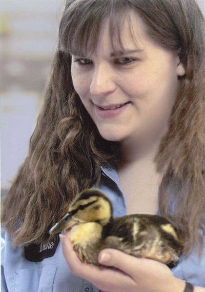 
This photo provided by Diane Erdmann shows her holding a duck she named Gooey, that she nursed back to health after it was injured by a crow. The Fish and Wildlife Department is looking into whether Erdmann should be charged with unlawful possession of wildlife. 
 (Associated Press / The Spokesman-Review)