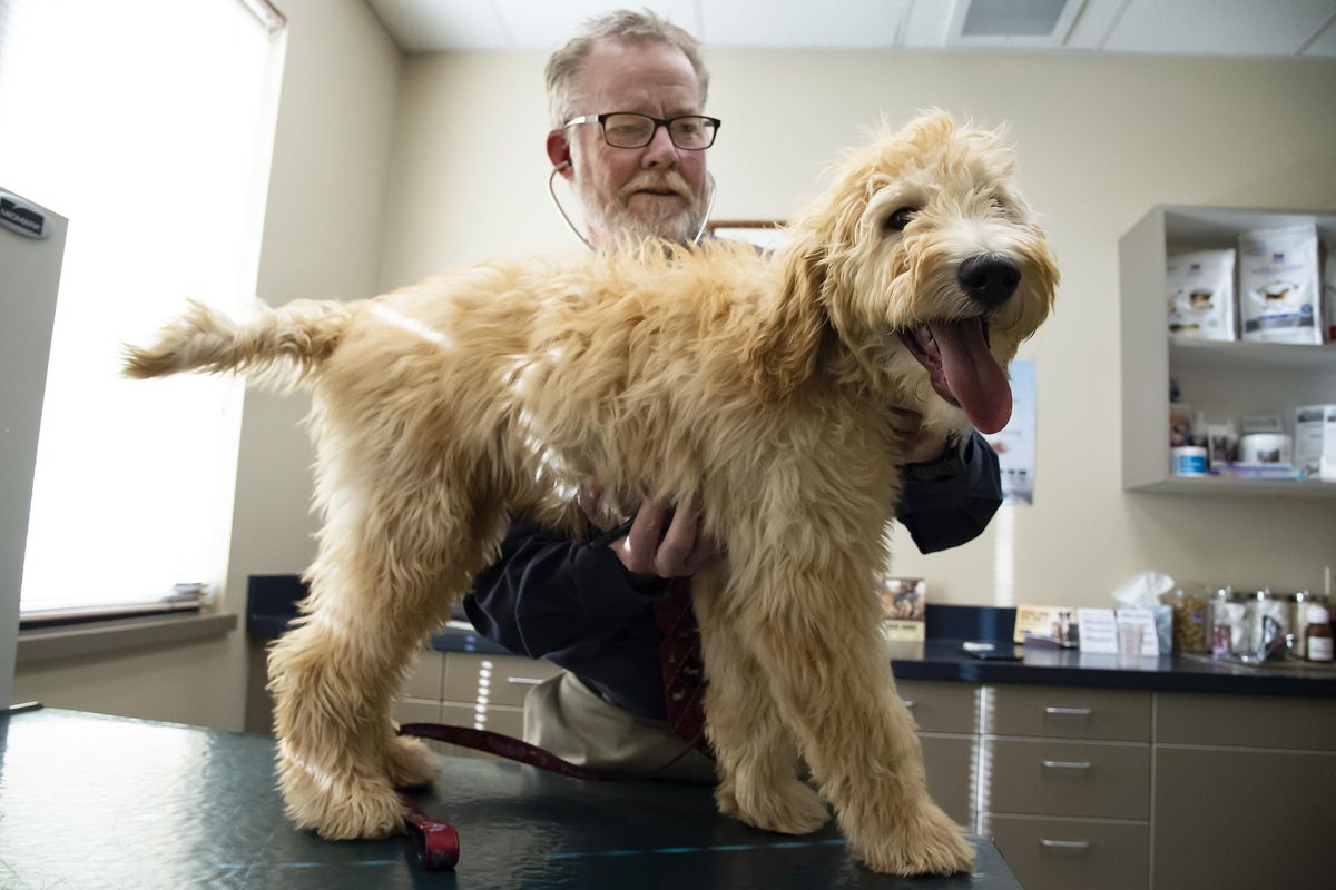 Dr. Greg Benoit, who owns SouthCare Animal Medical Center on the South Hill, performs a puppy exam on Jax, a goldendoodle, on Thursday. (Colin Mulvany / The Spokesman-Review)