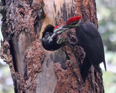Bed and breakfast and beaks: With improvements underway in his neighborhood in the foothills of Mount Spokane, birder/photographer Ron Dexter has made sure some of his most colorful neighbors aren’t disturbed. In posting these photos, Dexter said: “A pair of pileated woodpeckers has nested in a snag in the woods behind us at least three times now. The loggers were careful not to knock the snag down, so the woodpeckers may add more holes in the future. These are the largest woodpeckers in the United States, possibly the world. Their length is up to 18 inches and wingspan up to 30 inches. An ornithologist dissected one and counted approximately 2,500 carpenter ants in the stomach. So you can see, they help save the forests and maybe your house. They chop out large rectangular holes in trees to get to the ants and grubs, but their nest holes are shaped like a raindrop as you can see in the photo. They actually spend the majority of their feeding time on the ground or on fallen trees, snags or stumps that contain grubs, ants, etc. I see and hear them every year in our woods. They are in the area year round.”