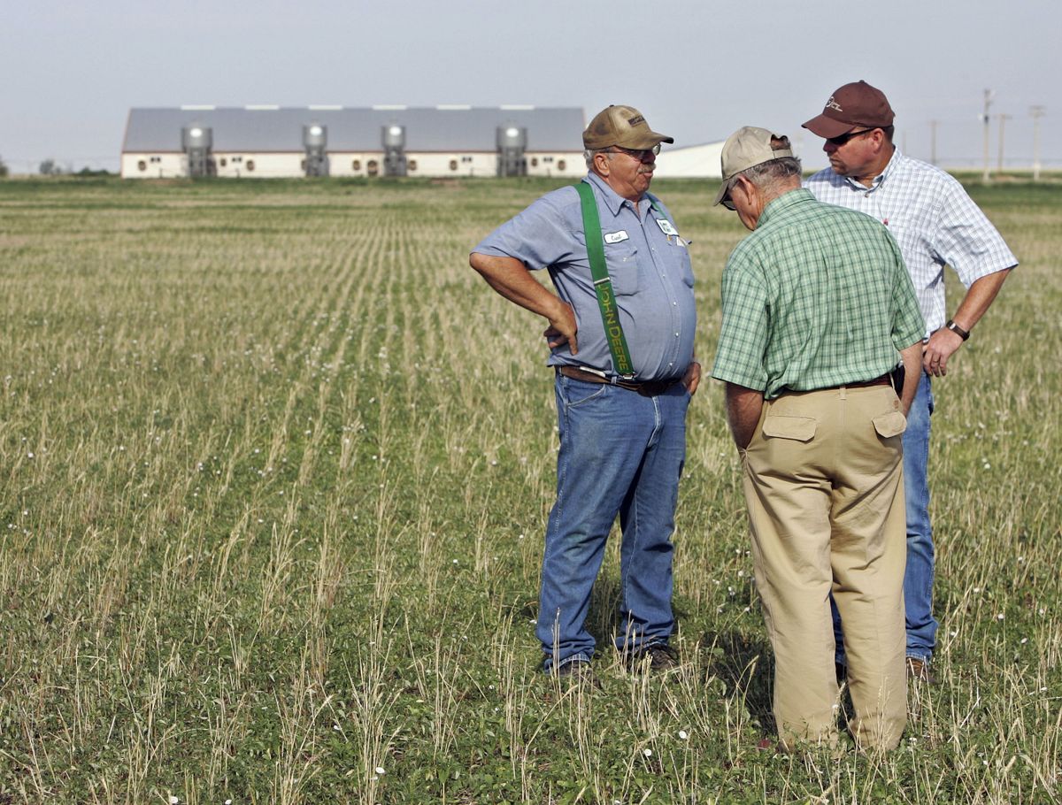 From left, Curtis Raines, farm manager for Hitch Enterprises; Wadell Altom, senior vice president of the Noble Foundation and director of the agriculture division; and James Locke, soils and crops consultant confer at one of the Noble Foundation’s switchgrass fields in Guymon, Okla.Associated Press photos (Associated Press photos / The Spokesman-Review)