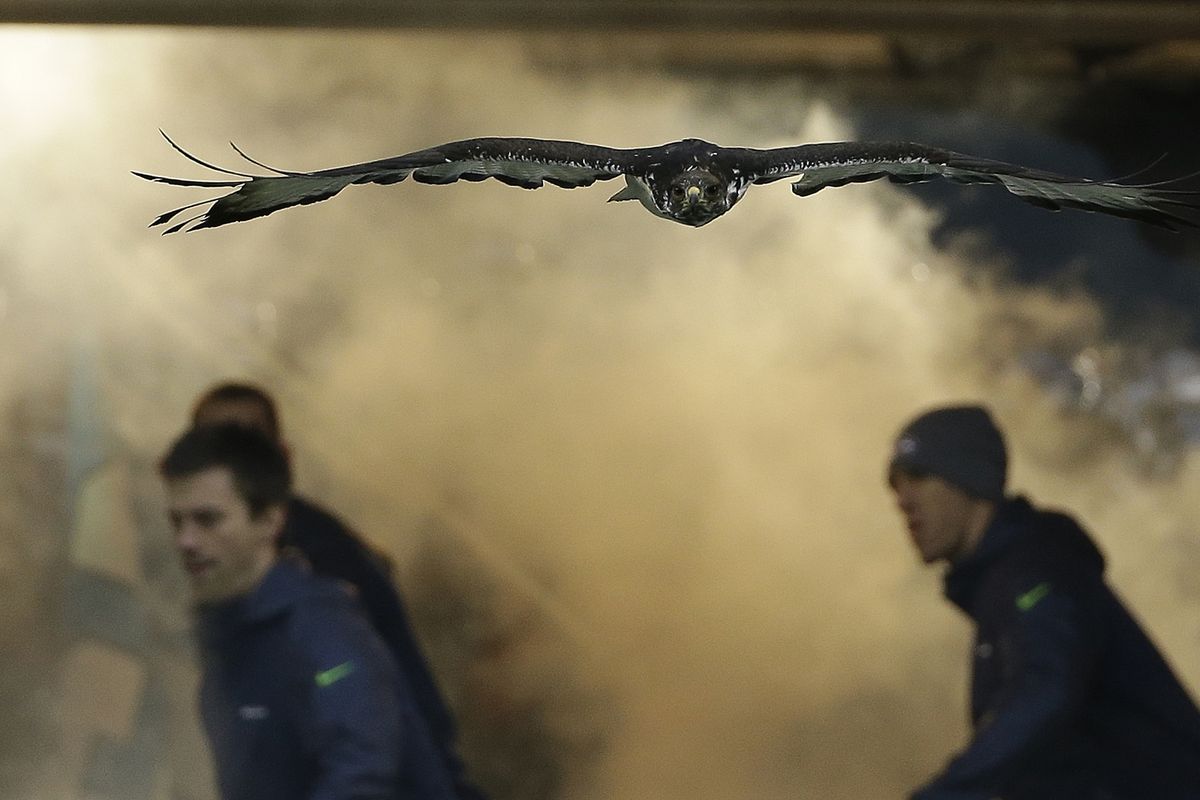 An Augur Hawk named Taima flies before the NFL football NFC Championship game between the Seattle Seahawks and the San Francisco 49ers Sunday, Jan. 19, 2014, in Seattle. (Matt Slocum / Associated Press)