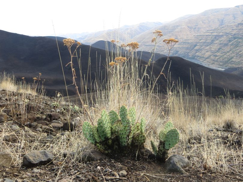Cacti and yarrow survived in the blackened landscape of the Big Cougar Fire at Idaho's Craig Mountain Wildlife Management Area. (Idaho Fish and Game)