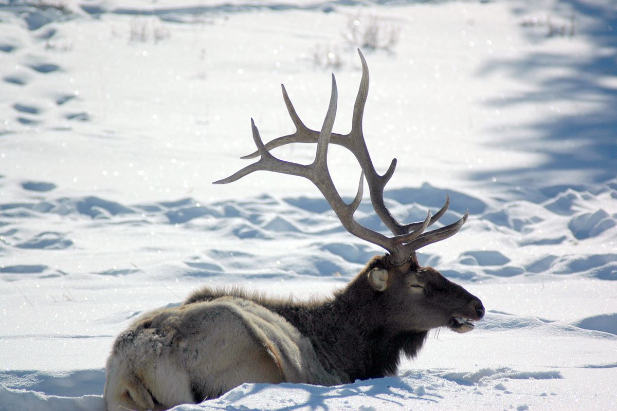 Bulls use so much energy during the fall rut that some of the older male elk struggle to survive through the harsh winter.