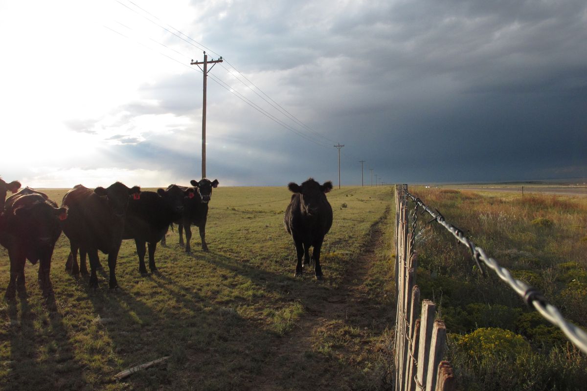 In this Sept. 26, 2012 photo, cattle graze on a ranch outside of Encino, N.M. With extreme drought drying out grazing land and driving up hay prices, authorities in drought-stricken states say some ranchers have started stealing hay, cutting neighbors� fences or leaving gates open so their cattle can graze on greener pastures. (Russell Contreras / Associated Press)