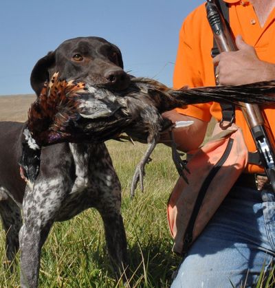 Pheasant hunter Dan Hoke takes a rooster from his German shorthair pointer after the shot and retrieve. (Rich Landers)