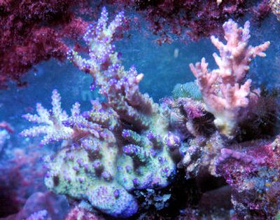
Beautiful coral can be grown in home aquariums.
 (The Spokesman-Review)