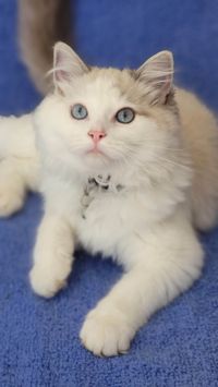 Ragdoll