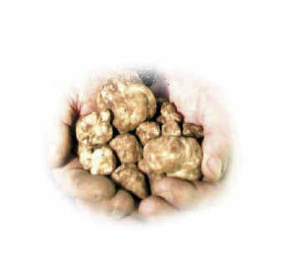 
Mushrooms: New ingredient for s'mores.
 (The Spokesman-Review)