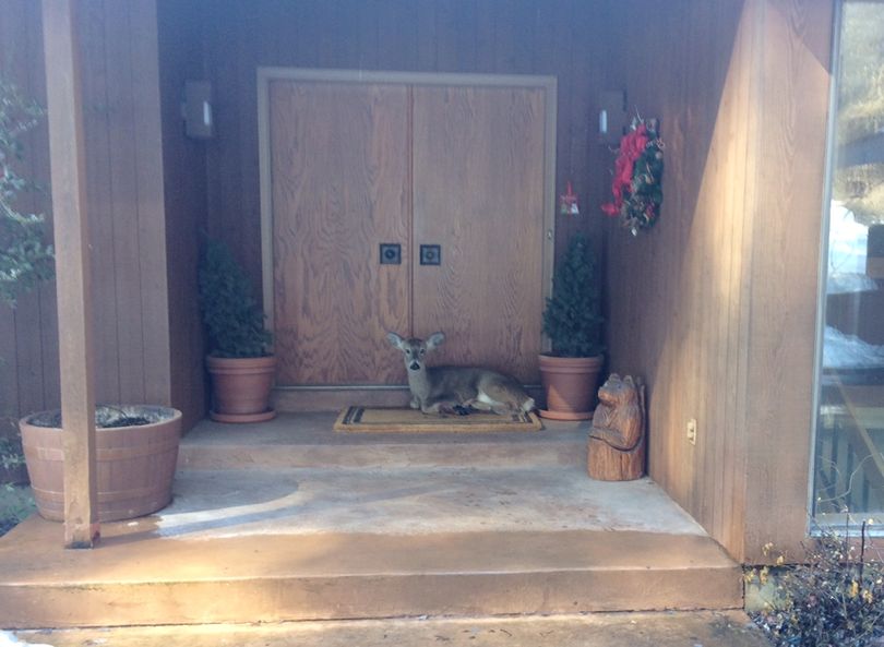 An injured white-tailed deer rests on the doorstep of a Spokane-area home. (Ted Stiles)