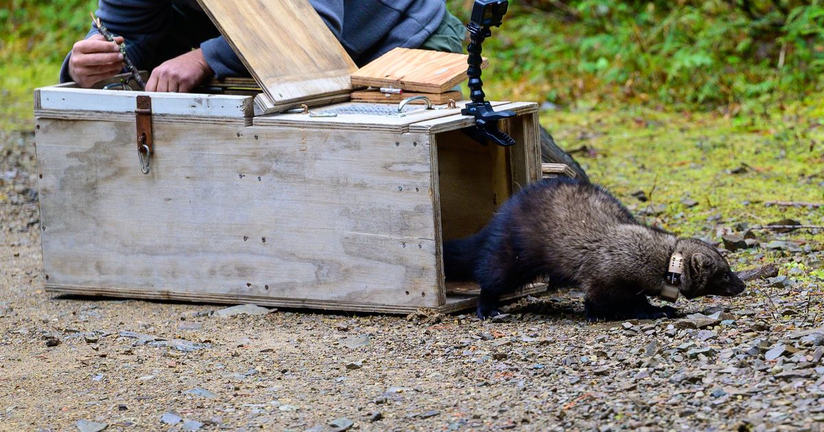 Relocation project aims to give fishers a boost in North Idaho