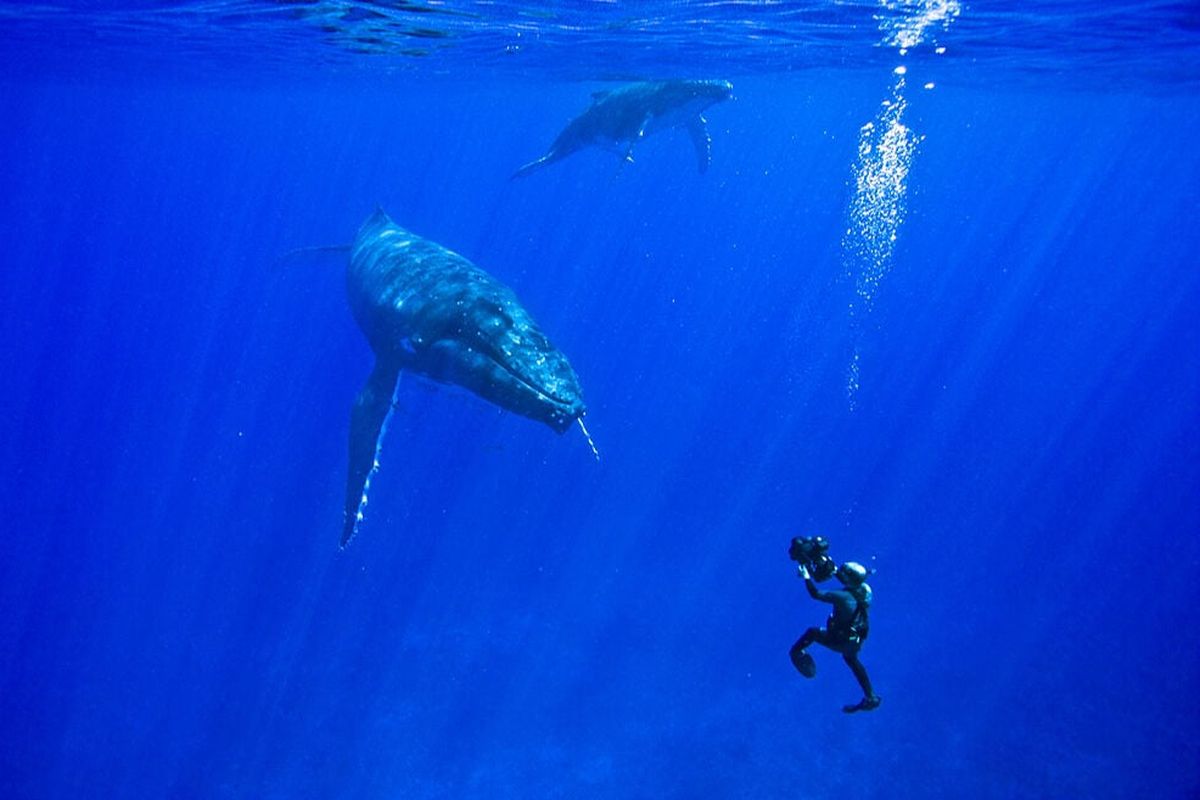 Wildlife photographer Doug Allan was a cameraman whose skill at capturing candid scenes of penguins, bears, walruses and other animals that populate Earth’s polar extremes earned him a brace of awards and the unbounded admiration of the renowned nature documentarian David Attenborough.  (Courtesy of the Allan family)